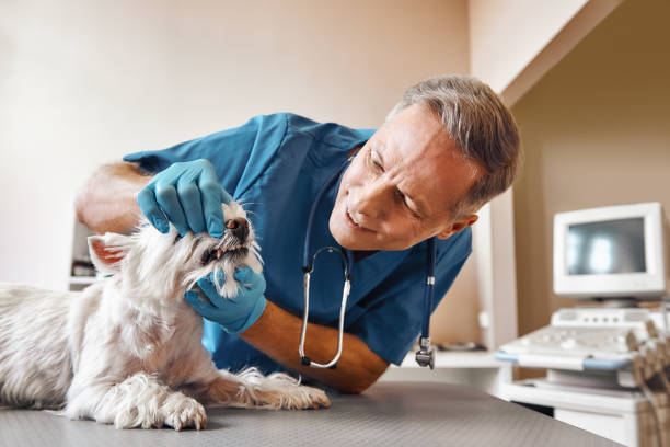 Best Emergency Root Canal Therapy in Van, TX
